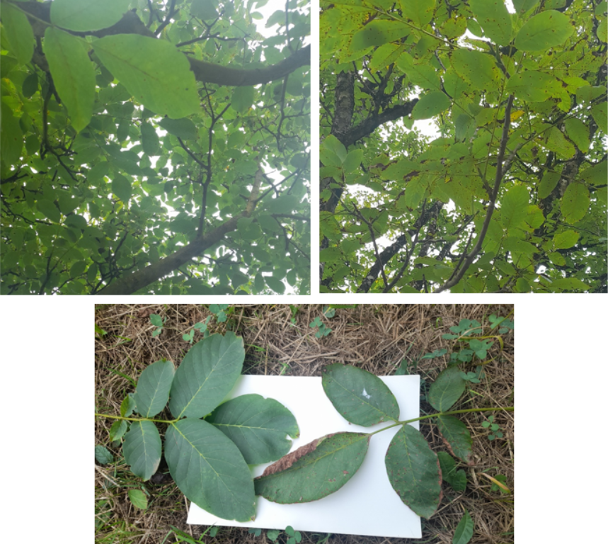 photos de feuilles