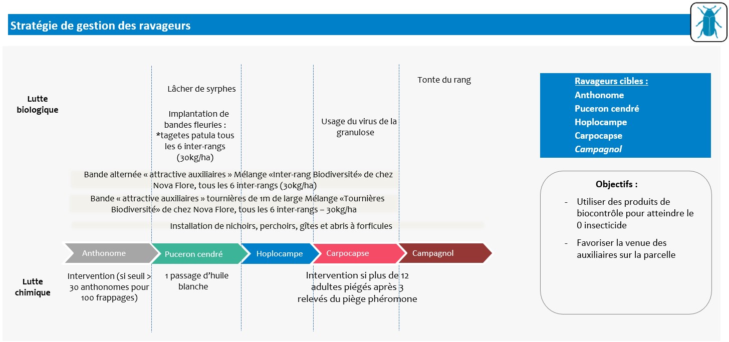 Schéma décisionnel stratégie de gestion des ravageurs