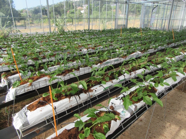 gerbera juillet 2021