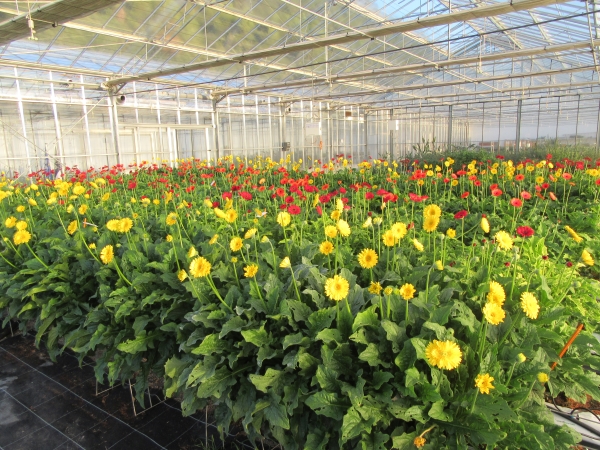 gerbera culture