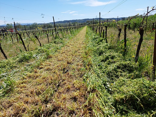 Broyage avec report sous le rang