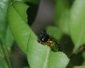 L’invasion fulgurante de la pyrale du buis : une menace pour les buxaies naturelles et les jardins à la française