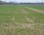 Gestion des adventices par l’agronomie et les agroéquipements : moyens mobilisables et perspectives