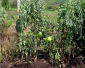 agroécotom
