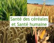 Santé des céréales et santé humaine