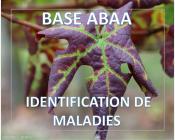 Enroulement viral de la vigne