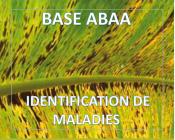 Cercosporioses du bananier