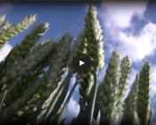 Repérer les stades-clés des cultures