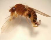 Journée Nationale Drosophila suzukii