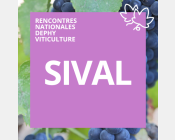 Sival