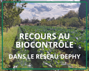 Vignette biocontrole