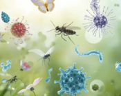 Microbiomes et insectes vecteurs : de nouvelles pistes pour protéger les cultures