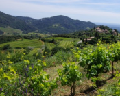 Visites d'essais vigne sans cuivre / Sud-Est