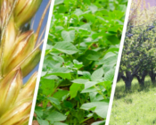 Améliorer la protection des plantes par la sélection variétale