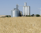 WEBINAIRES ARVALIS | Maîtriser les risques en stockage grâce à une gestion intégrée des ravageurs et de la qualité des grains