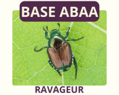 ravageur