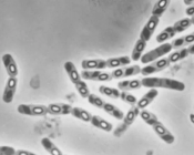 Biopesticides bactériens