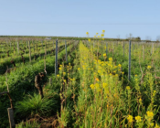 Implanter des engrais verts en vigne