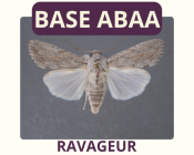 Noctuelle grise striée