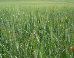 mélange de céréales