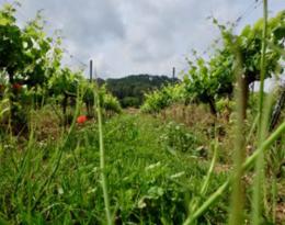 L’enherbement de l’inter-rang de vigne