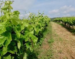 L’enherbement de la vigne