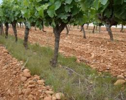 L’enherbement en viticulture méditerranéenne