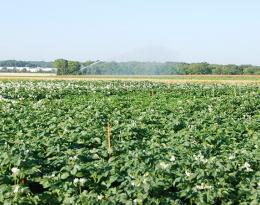 Les vrai/faux de l'irrigation. L’irrigation peut favoriser le mildiou de la pomme de terre