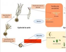 cycle carie