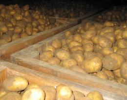 Antigerminatif des pommes de terre - L’après CIPC : points réglementaire et conséquences