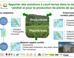 Le Cirad s’engage autour des enjeux de l’agrumiculture des Antilles confrontée à la crise du citrus greening