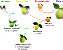 Diversification des limettiers triploïdes pour une tolérance à l'HLB