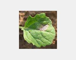 Phoma du colza : combiner pratiques agronomiques et choix variétal