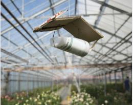 « Faire un lâcher d'insectes, c'est plus pédagogique que d’expliquer comment faire un traitement ! »