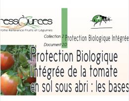 Protection Biologique Intégrée de la tomate en sol sous abri : les bases