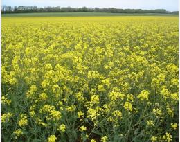 Des plantes associées au colza pour contrôler les adultes d’altises