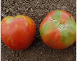 L’Anses met en garde contre un virus émergent qui affecte les plantes potagères