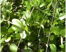 desmodium