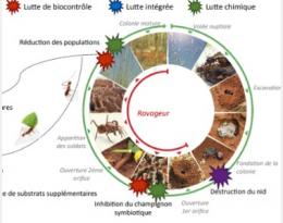 fourmi manioc fiche