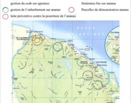 guyane ananas agrumes