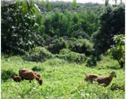 moutons