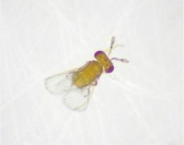 parasitoïdes oophages des pyrales des Cucurbitacées