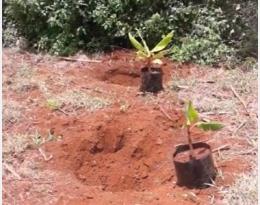 pif banane