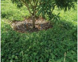 plantes de couverture