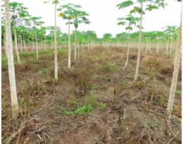 plantes de service Guyane