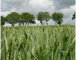 Le biocontrôle des stress biotiques et abiotiques chez le blé : c’est possible