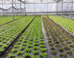 Plantation de salades sous tunnel