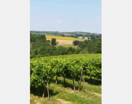 les vignes en Gascogne avec au loin un village, des bois, des champs de  tournesols et de blés en juin : la petite Toscane!