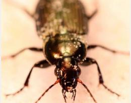 Les carabes, agents de lutte biologique contre les adventices ?