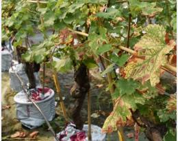 Impact de l’esca sur les feuilles de vigne